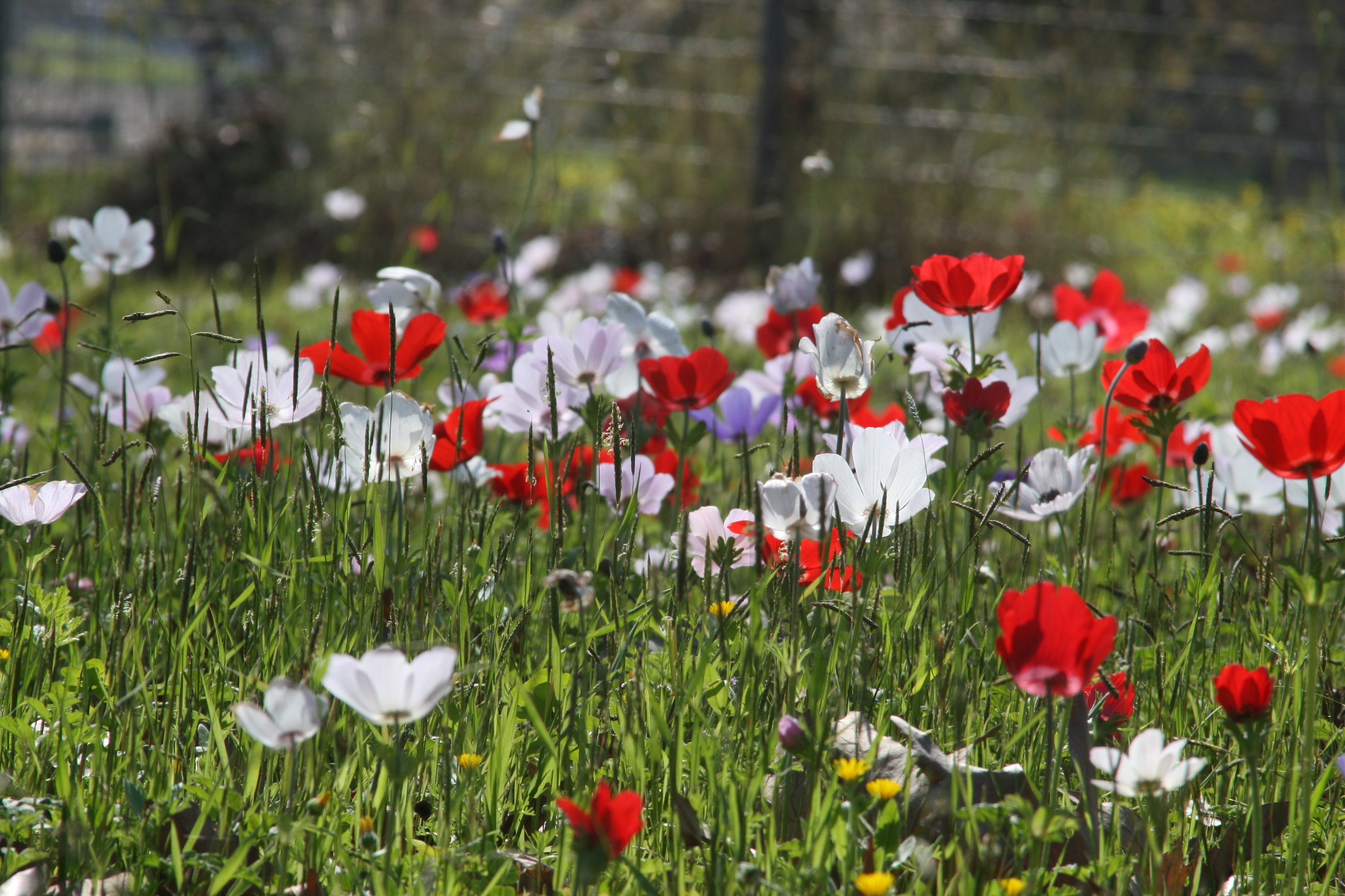 49 citat om blommor