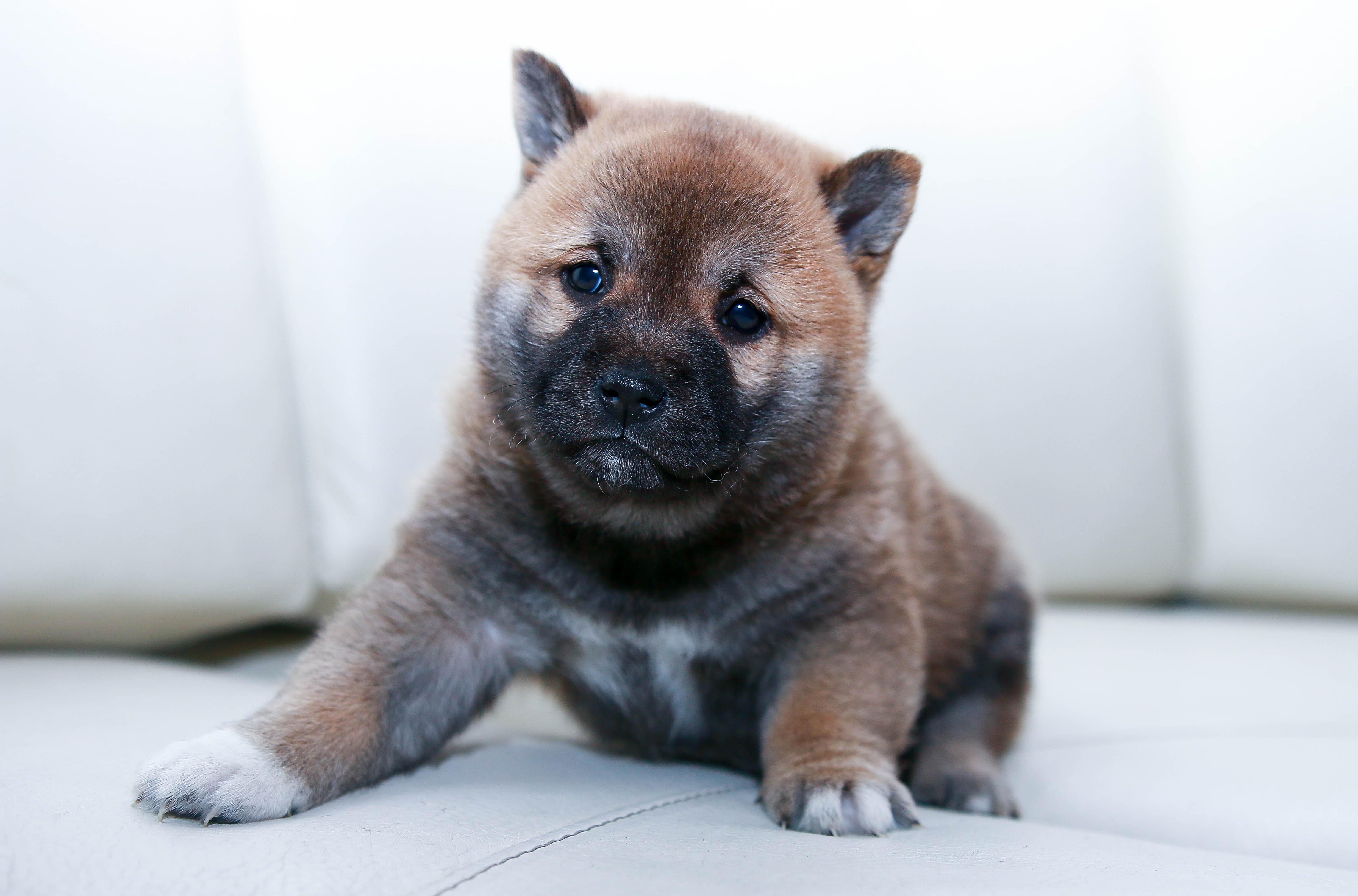 Sammanfattning av Minifakta om hundvalpar av Ann-Charlotte Ekensten